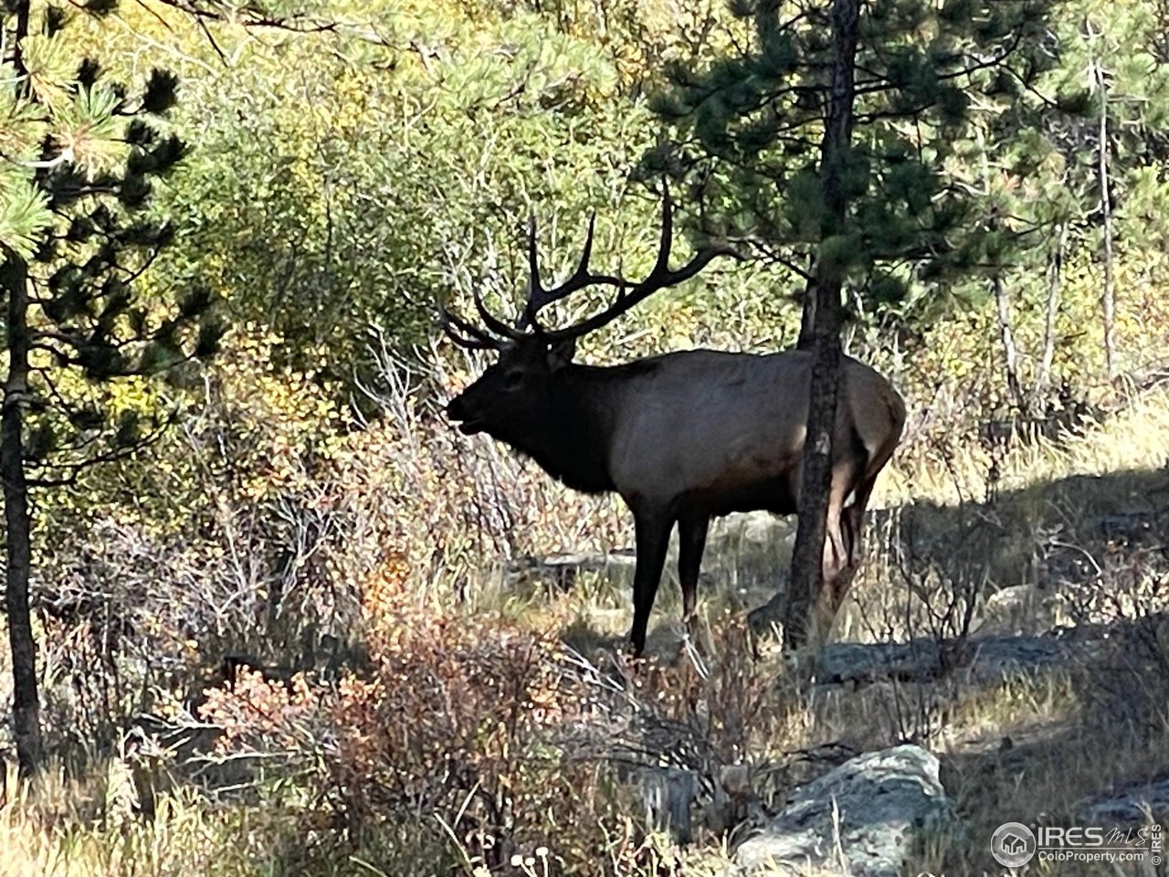 1475 Lower Broadview Road Estes Park, CO 80517 - Photo 8 of 33 Evening Visitor