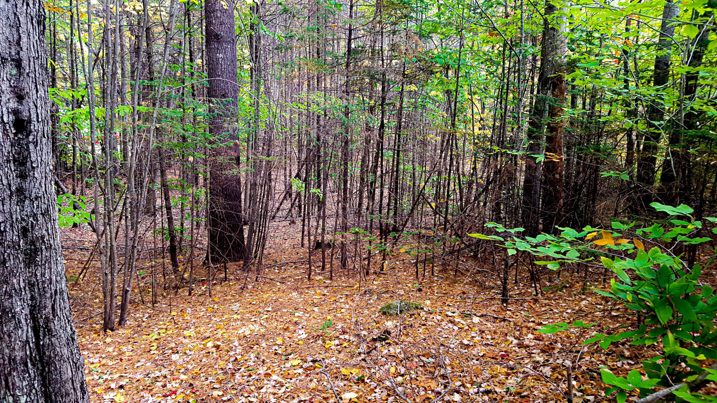 Lot 3 Goss Pond Road Bethel, ME 04217 - Photo 15 of 15 20200927_141317(2)