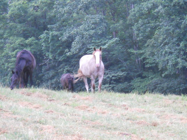 73 Hc Road Alderson, WV 24910 - Photo 11 of 51 Gated and Fenced