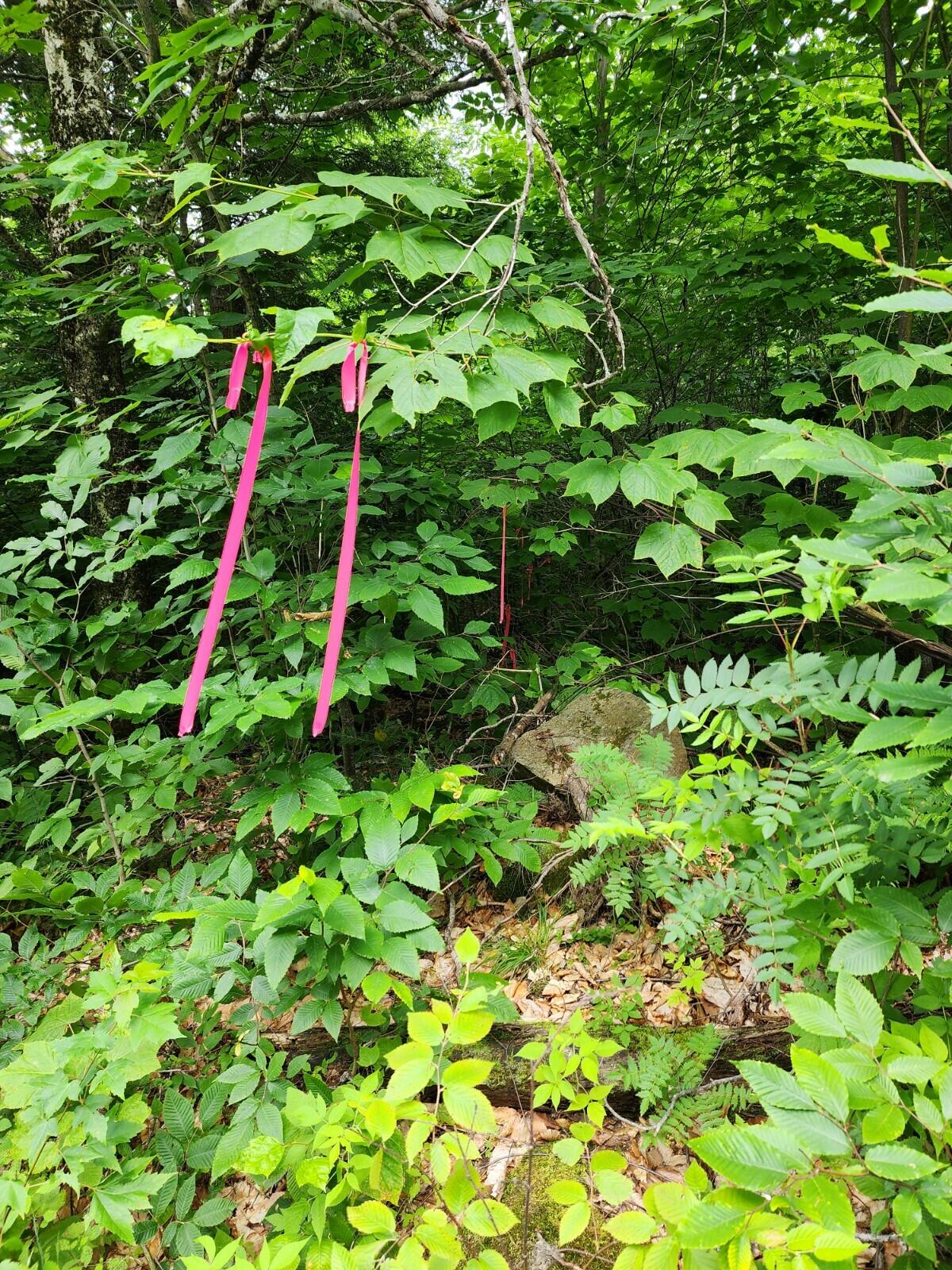 4 North S Shore Rd Island Falls Island Falls, ME 04747 - Photo 6 of 6 20230723_111009