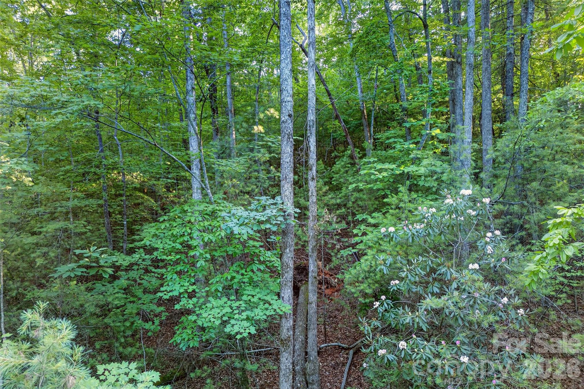 0 Yancey Road Marion, NC 28752 - Photo 21 of 32 a view of forest