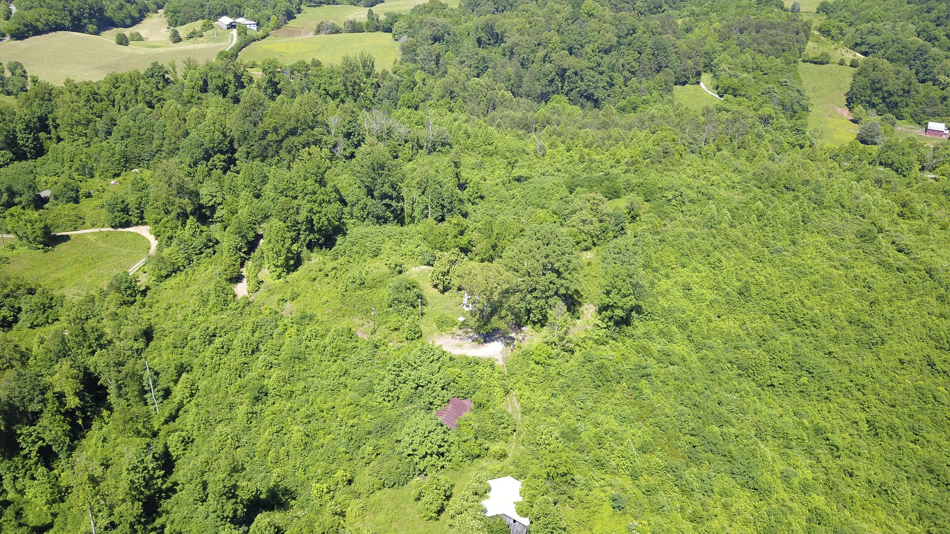 2111 Crumley Road Greenback, TN 37742 - Photo 11 of 19 a view of a lush green forest with lots of trees