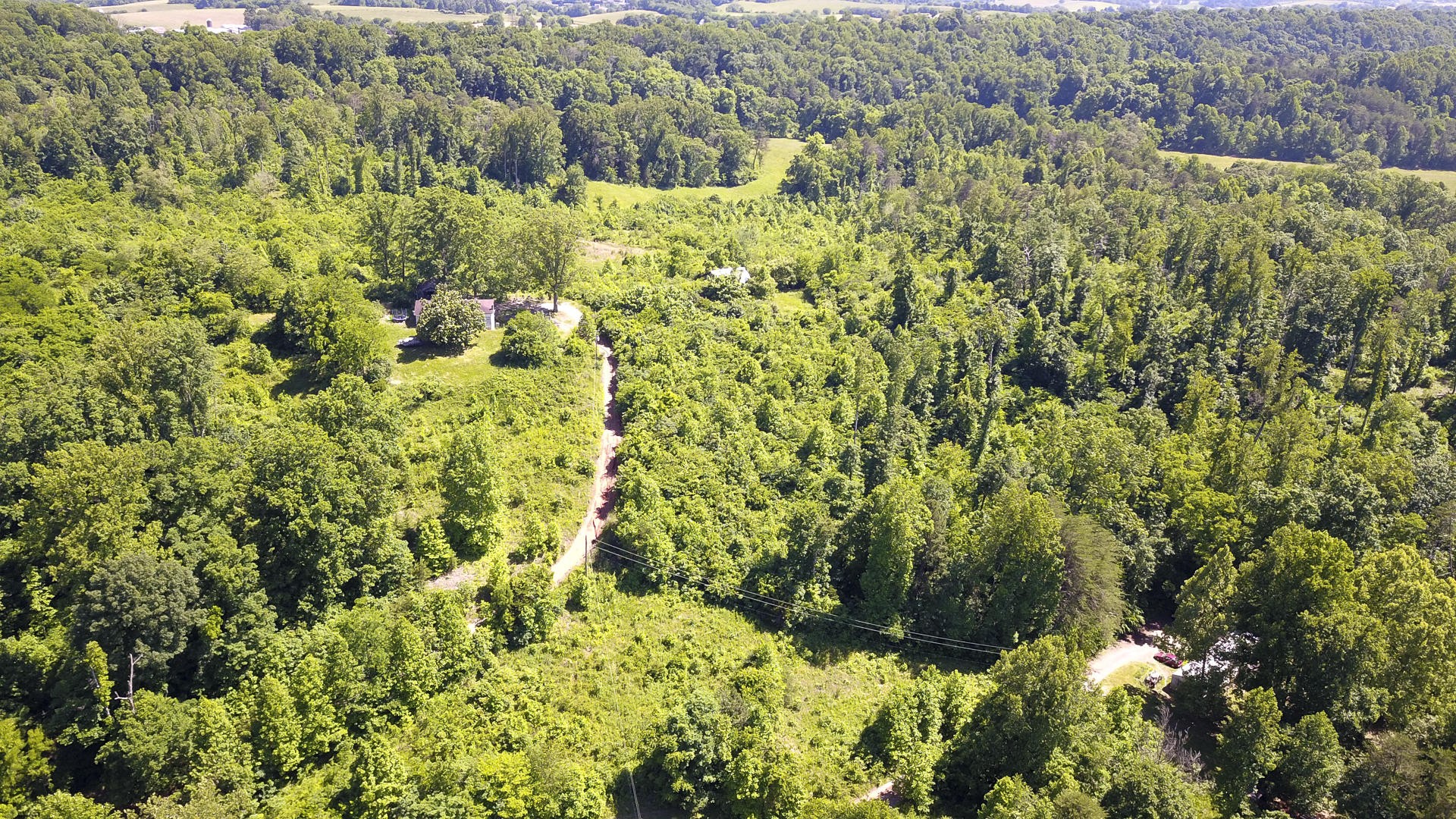 2111 Crumley Road Greenback, TN 37742 - Photo 19 of 19 a view of a forest with a tree