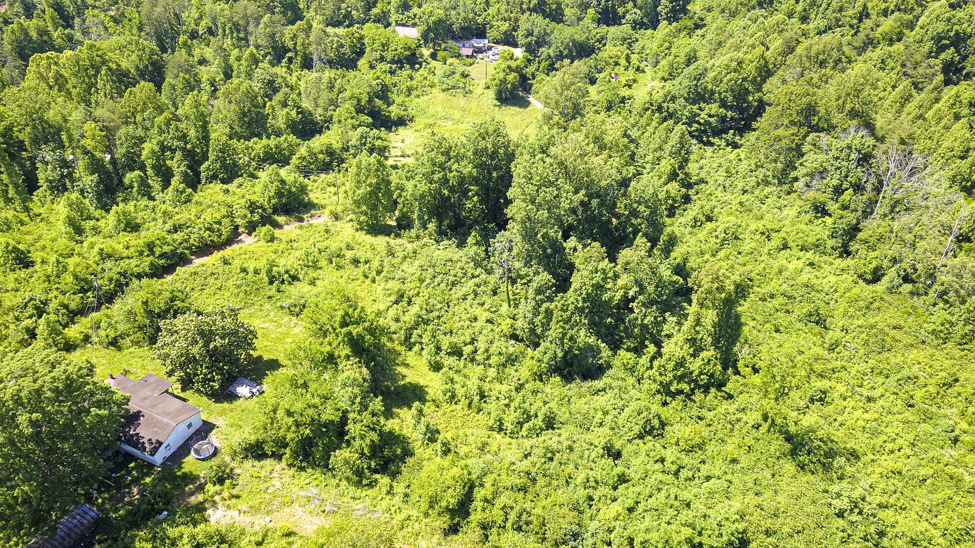 2111 Crumley Road Greenback, TN 37742 - Photo 3 of 19 a view of a lush green forest