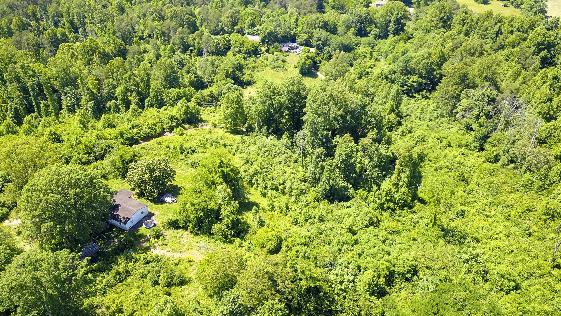 2111 Crumley Road Greenback, TN 37742 - Photo 5 of 19 a view of a lush green forest with small trees