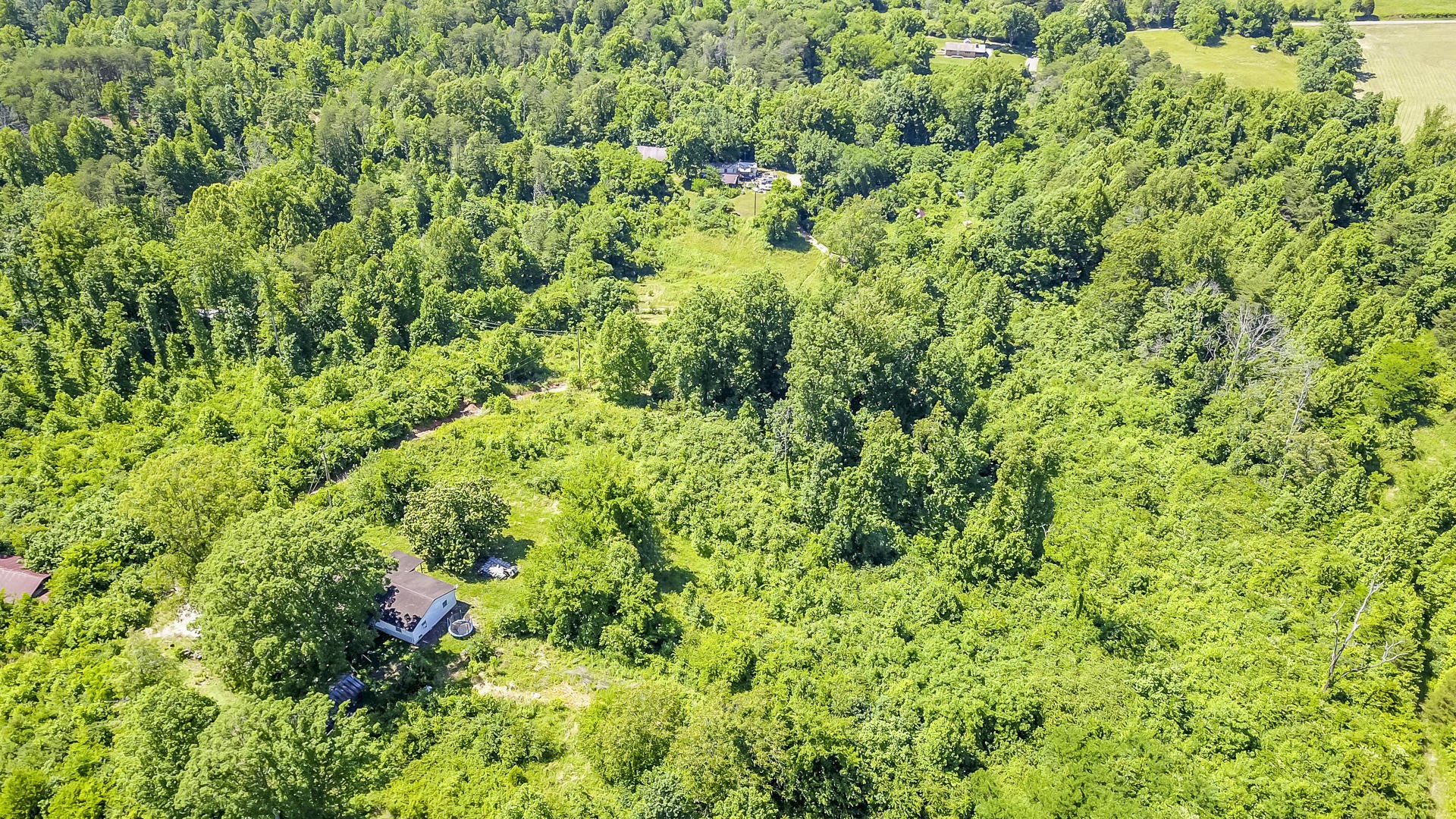 2111 Crumley Road Greenback, TN 37742 - Photo 7 of 19 a view of a lush green forest with a tree