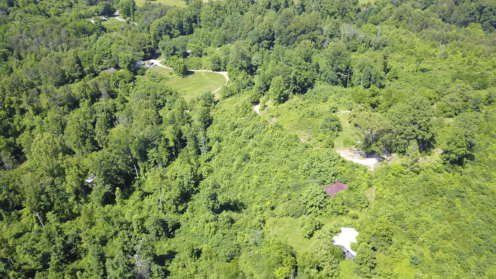 2111 Crumley Road Greenback, TN 37742 - Photo 9 of 19 a view of a lush green forest with lots of trees