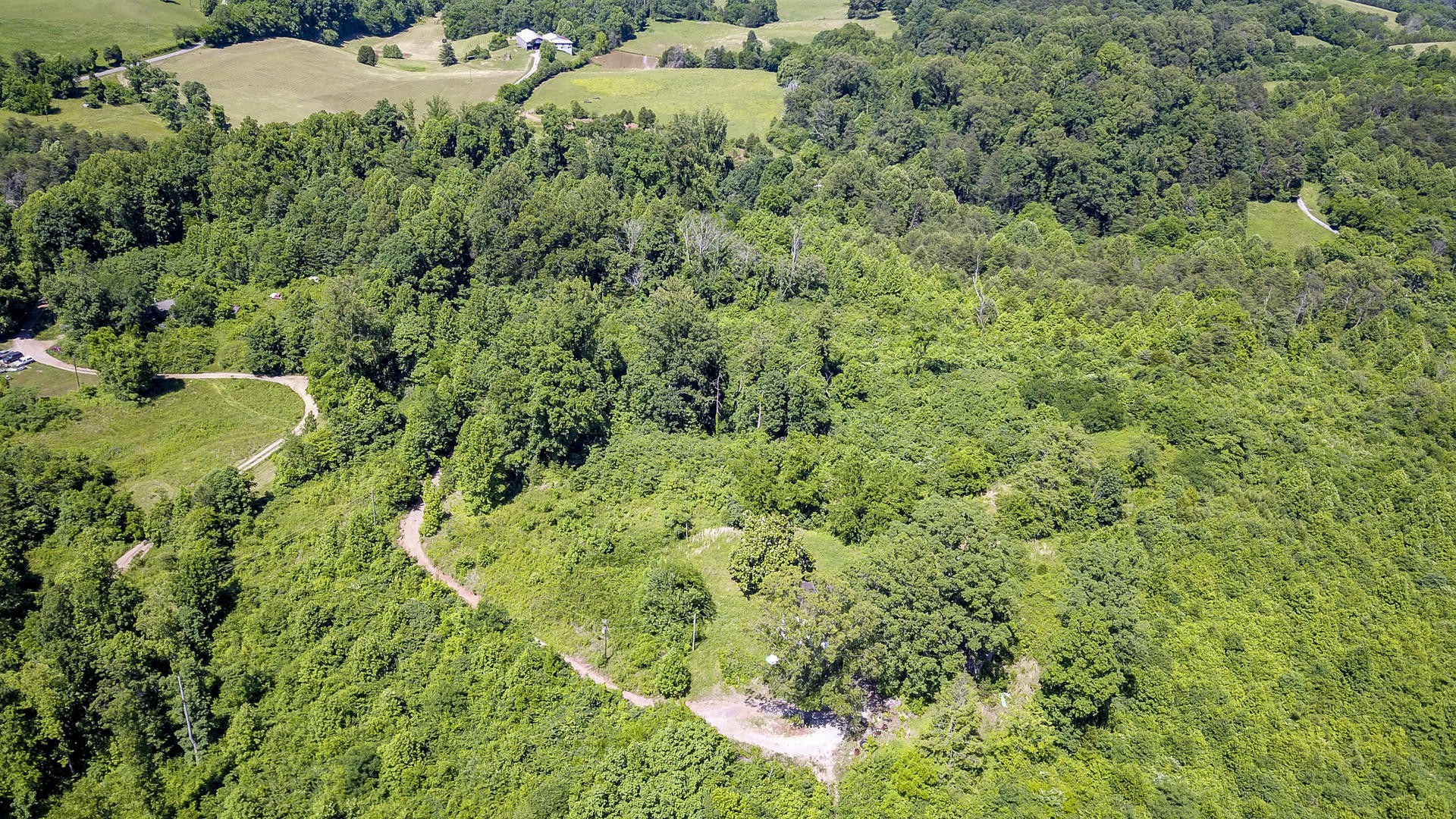 2111 Crumley Road Greenback, TN 37742 - Photo 10 of 19 a view of a lush green forest with lots of trees