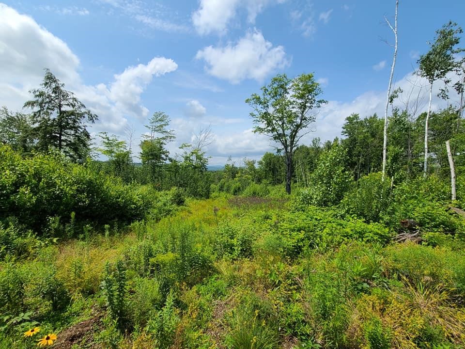0 Youngs Hill Road Loudon, NH 03307 - Photo 14 of 17 Gallery Image 14