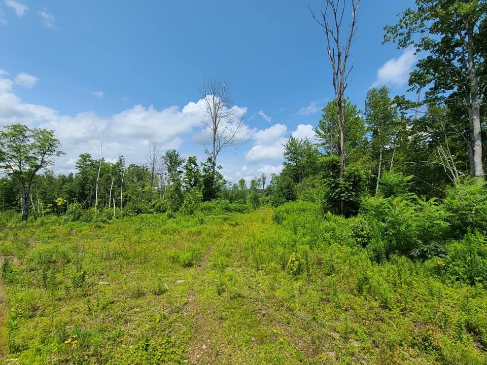 0 Youngs Hill Road Loudon, NH 03307 - Photo 5 of 17 Gallery Image 5