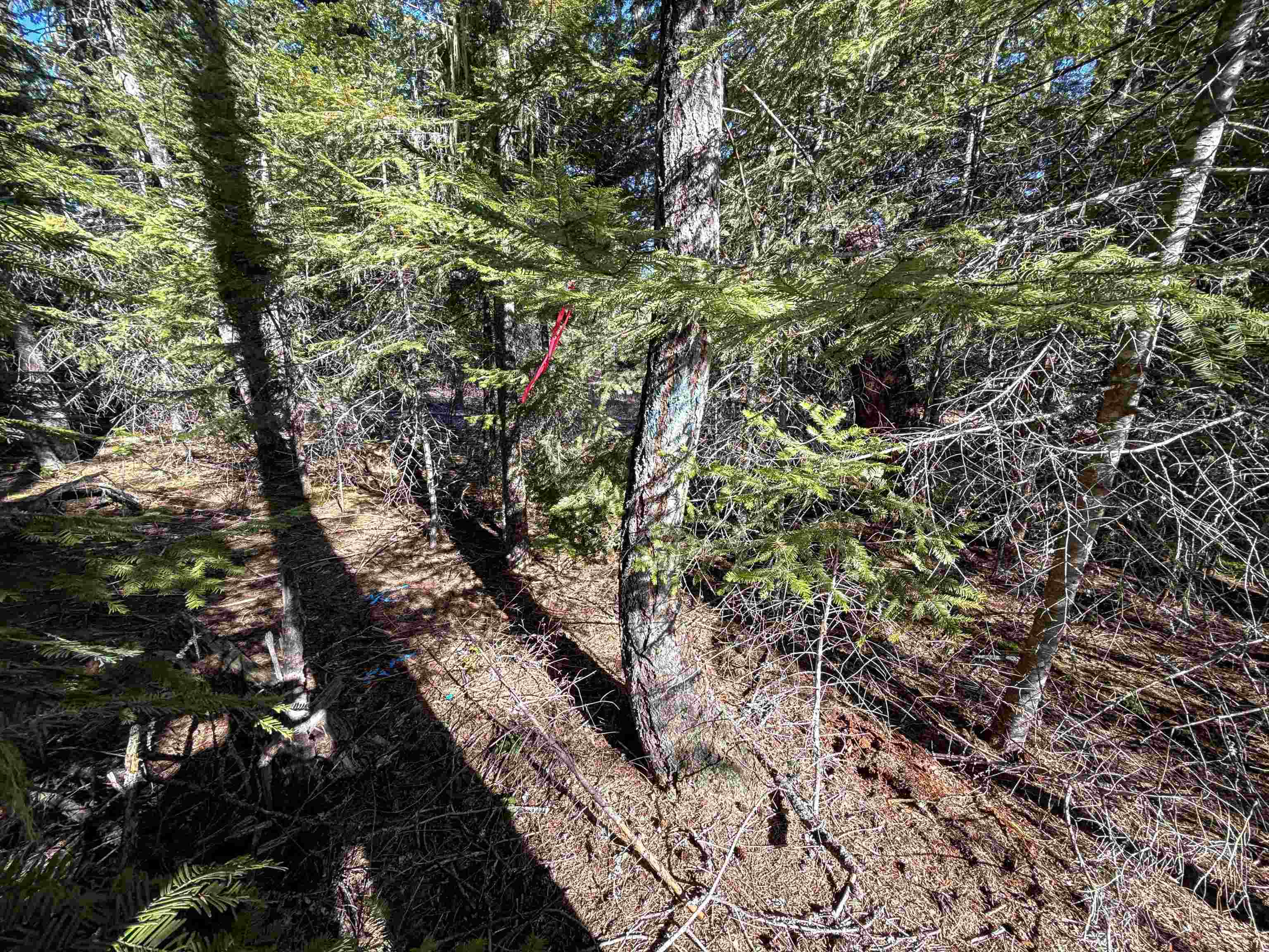 326 Rd Cusick Wa 99119 Road Cusick, WA 99119 - Photo 8 of 39
