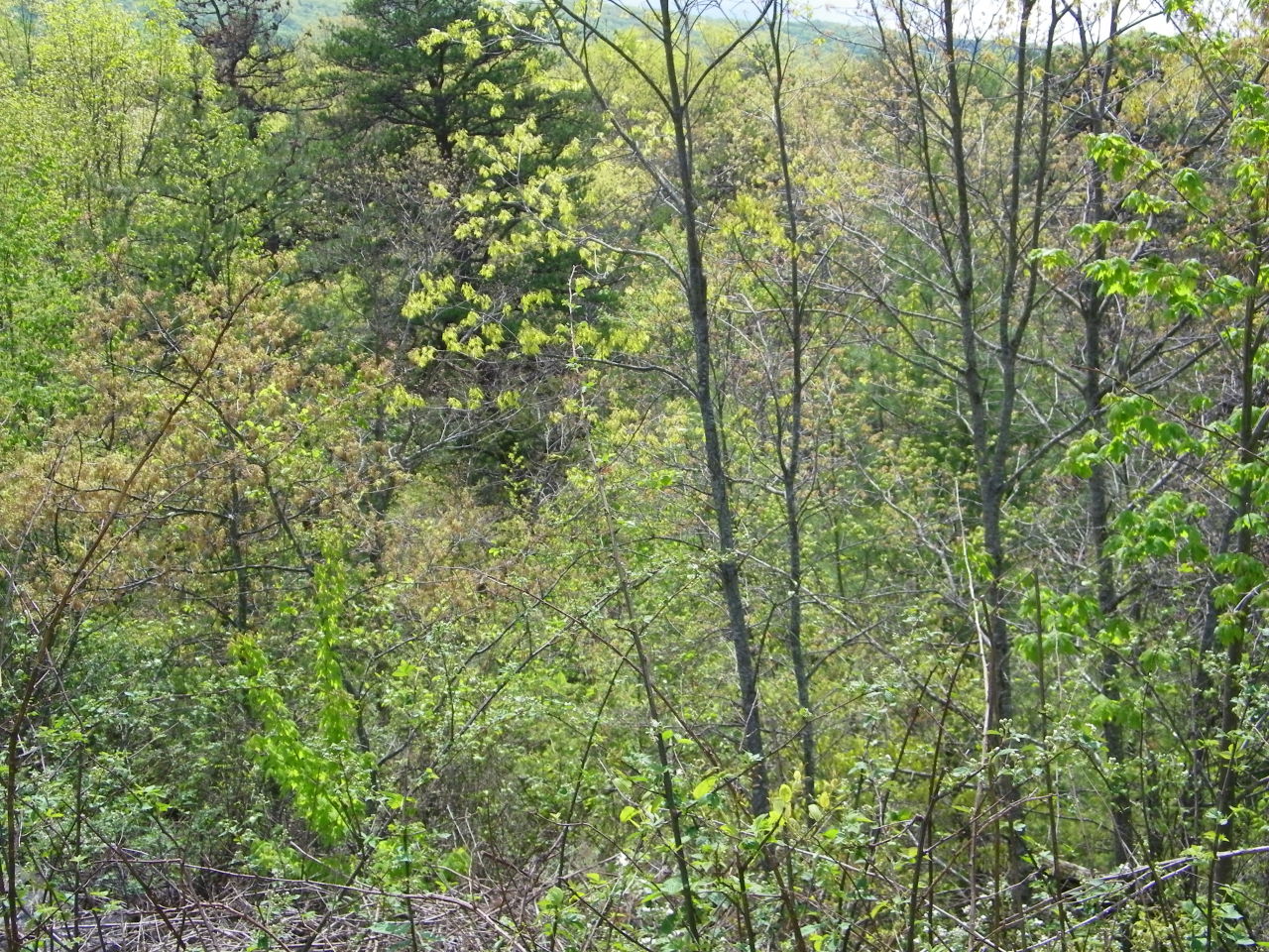 0 Starlight Road Ferrum, VA 24088 - Photo 1 of 1 a view of a forest with a tree