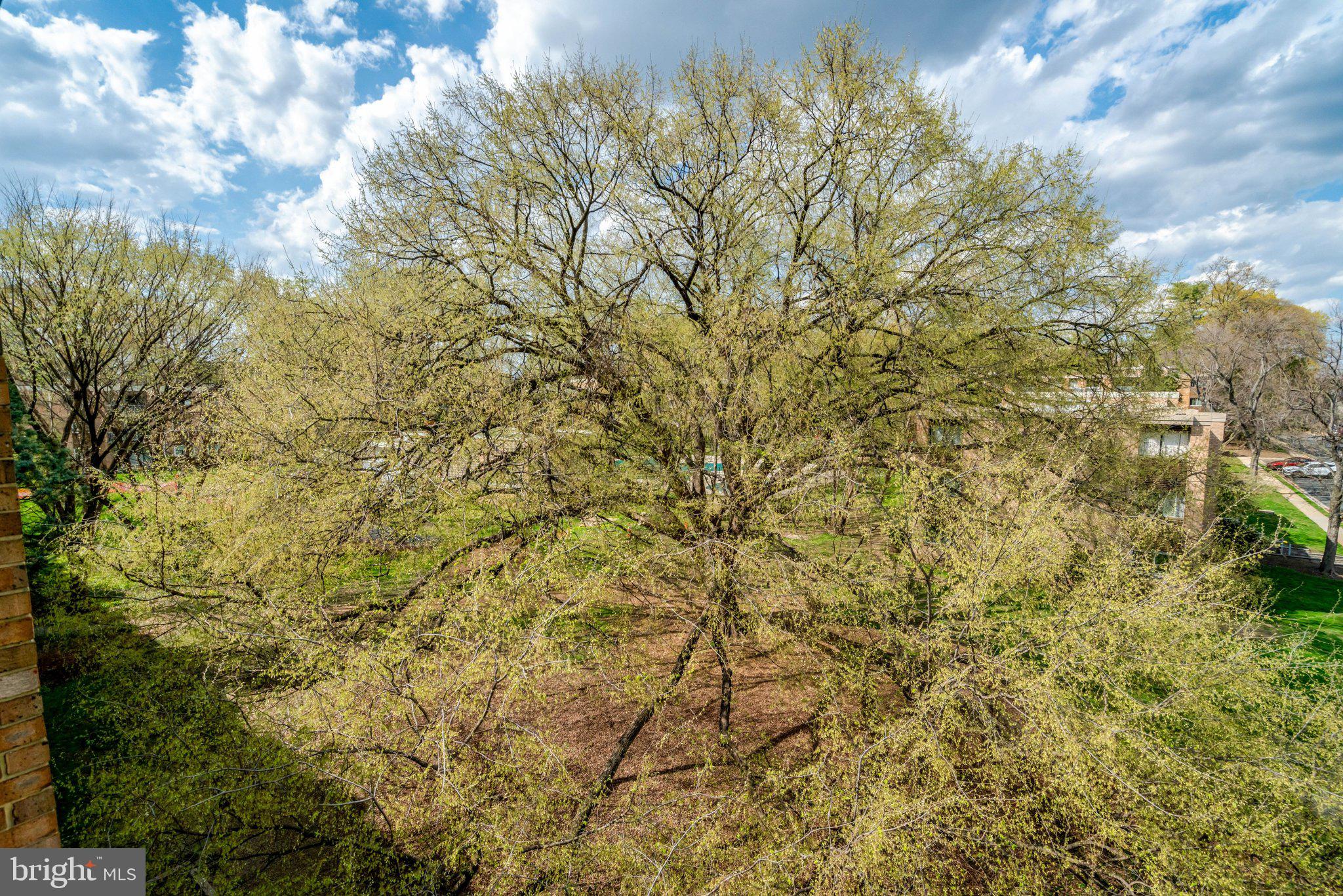 2904 Kings Chapel Road, Unit 5/16 Falls Church, VA 22042 - Photo 27 of 30 a view of a yard with a tree