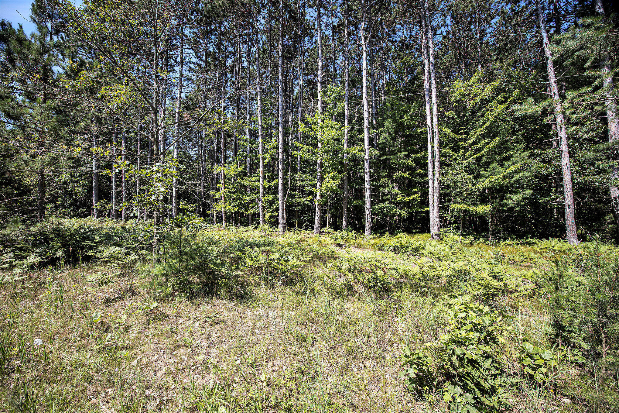Lot E Hayes Road Mecosta, MI 49332 - Photo 21 of 40 Ground Level