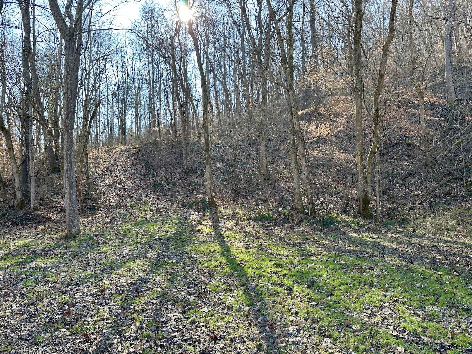 0 Hogfoot Road Liberty, TN 37095 - Photo 11 of 25 a view of a forest with trees in the background
