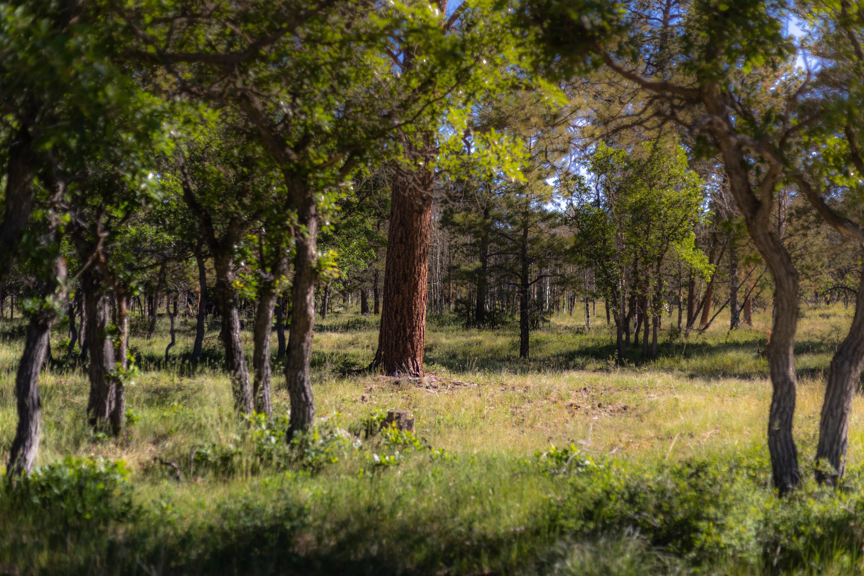 2991 Brown Ranch Road Placerville, CO 81430 - Photo 7 of 8 Lot 7 (Lupine), Brown Ranch