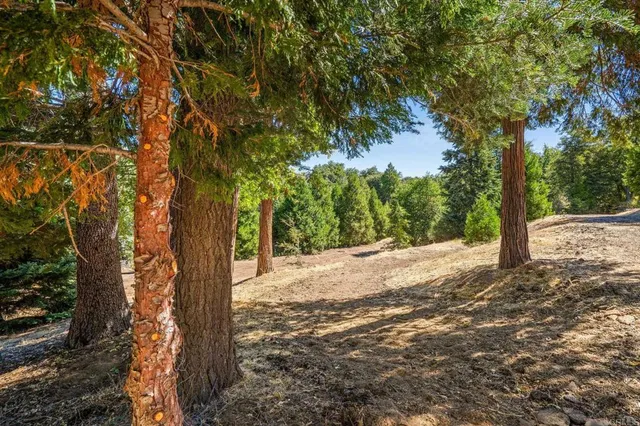 a view of a yard with plants and trees