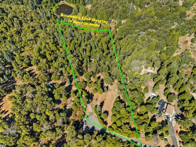 a view of a tree with a plant