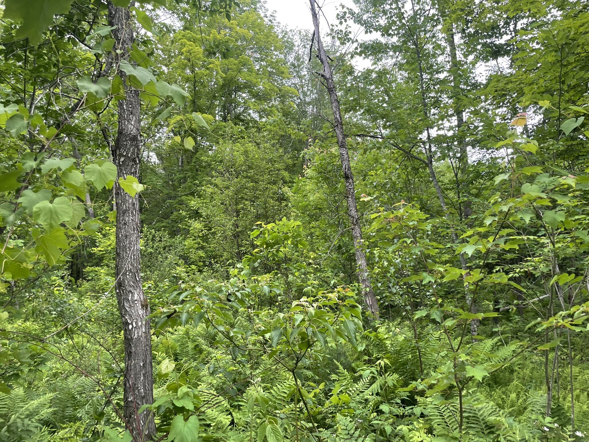 19 Swan Road New Sharon, ME 04955 - Photo 101 of 124 IMG_6304