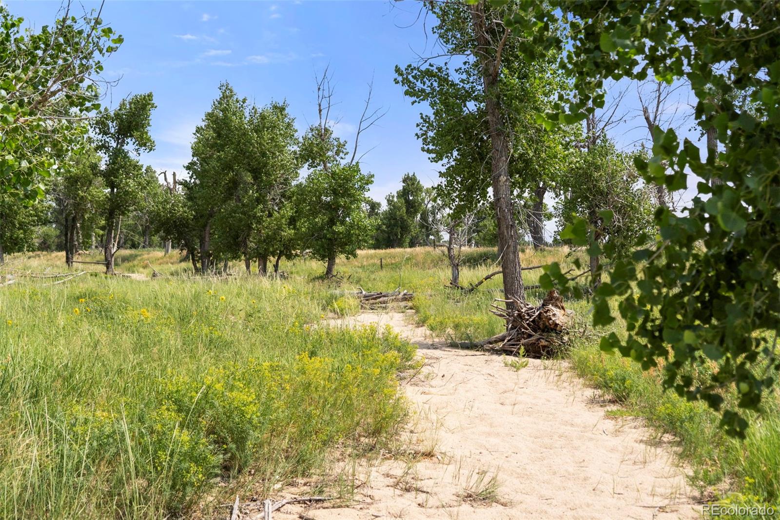 0 Resolis Road Matheson, CO 80830 - Photo 19 of 49 a view of a yard with large trees