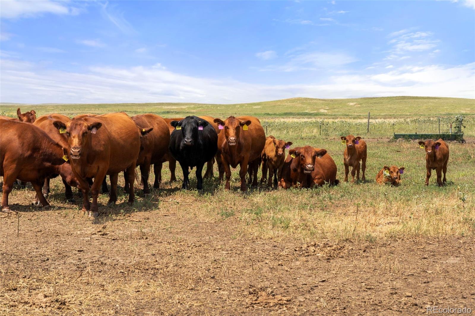 0 Resolis Road Matheson, CO 80830 - Photo 39 of 49 a view of a large body of water and lots of trees