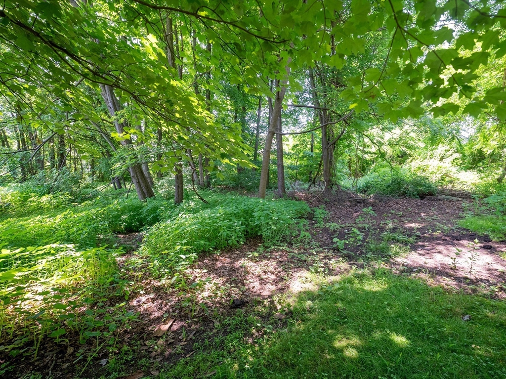 297 Granby Road Chicopee, MA 01013 - Photo 35 of 40 a big yard with lots of green space and deers