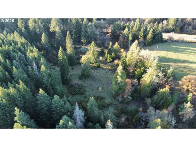 a open area with lots of trees