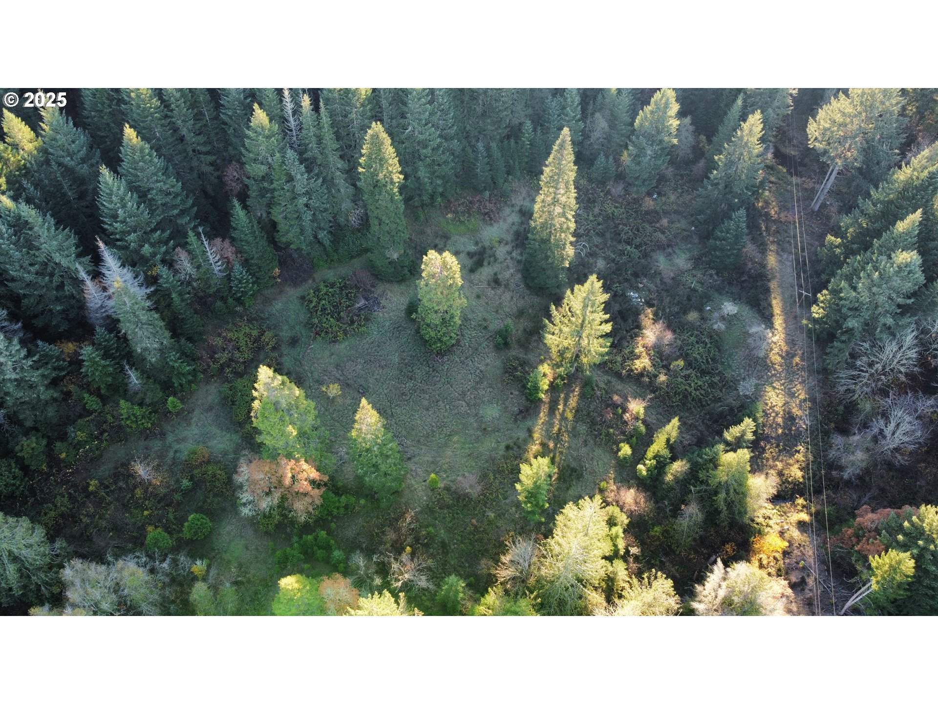 Hard Cash Lane Camas Valley, OR 97416 - Photo 17 of 34 a open area with lots of trees