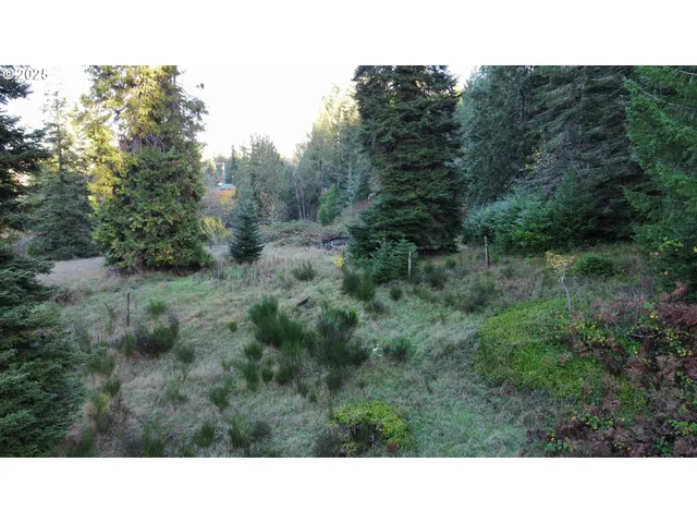 a black and white photo of a forest