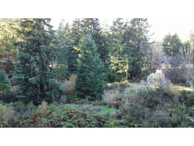 a black and white photo of a forest