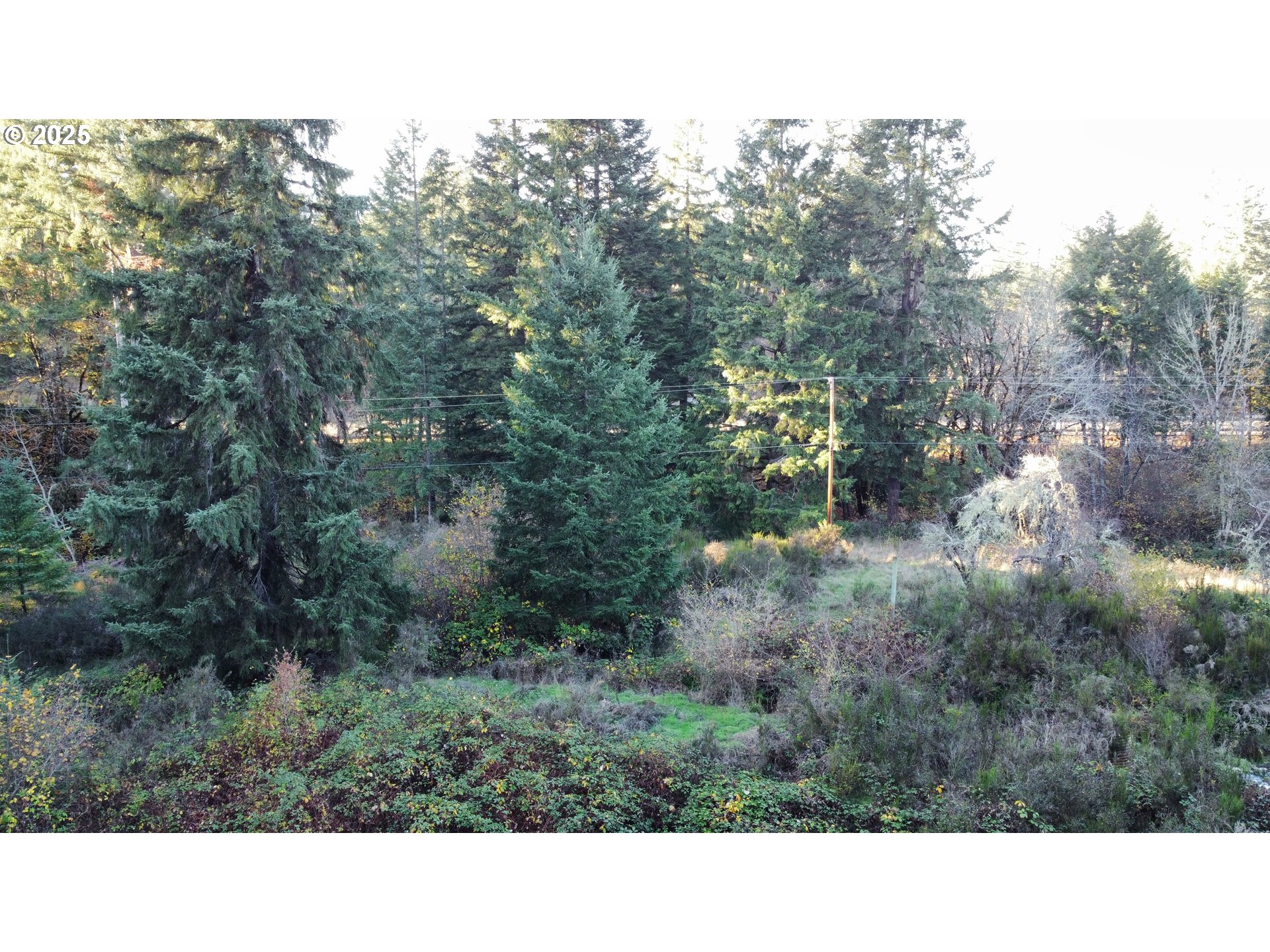 Hard Cash Lane Camas Valley, OR 97416 - Photo 23 of 34 a black and white photo of a forest