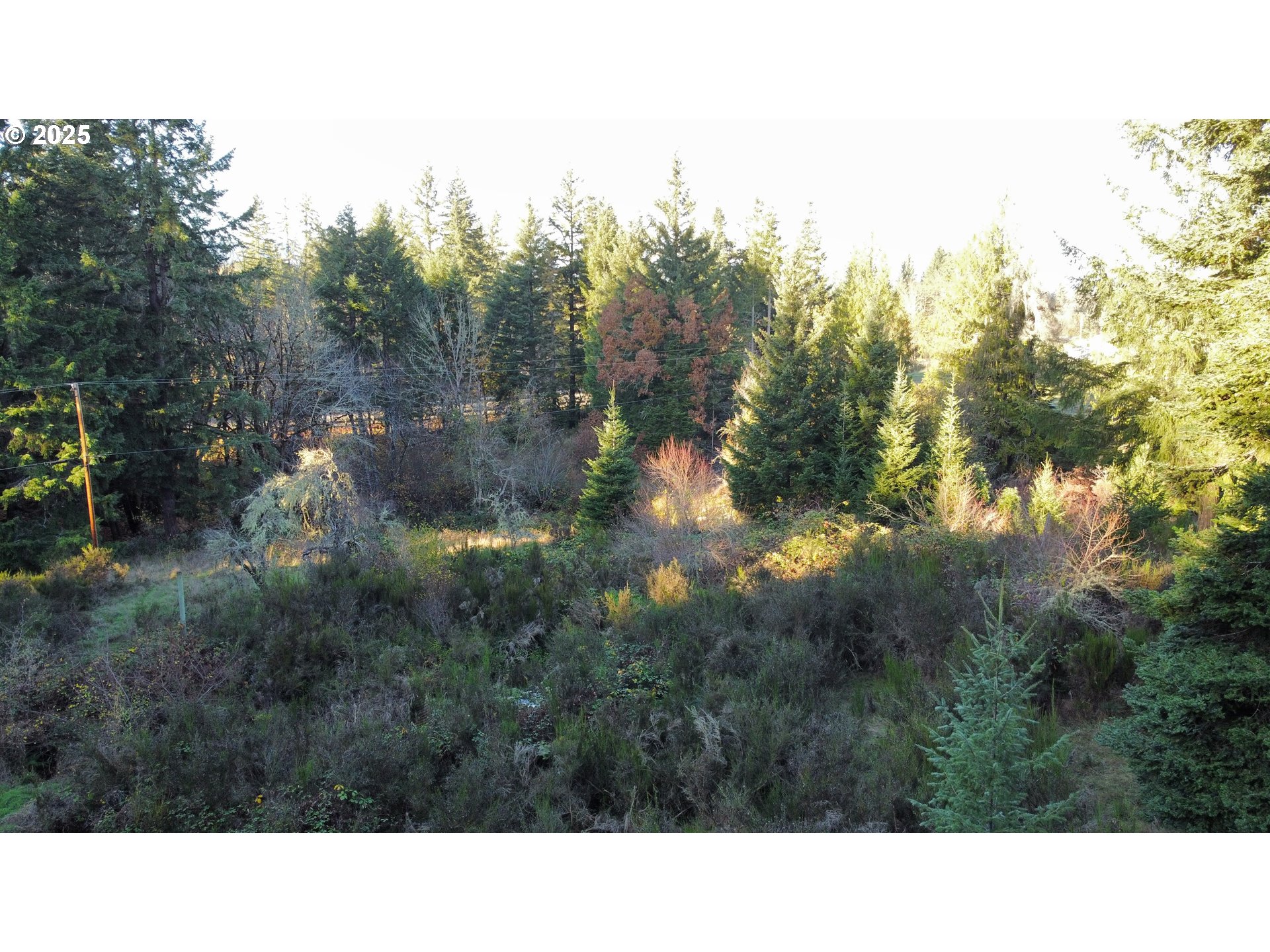 Hard Cash Lane Camas Valley, OR 97416 - Photo 24 of 34 a black and white photo of a forest