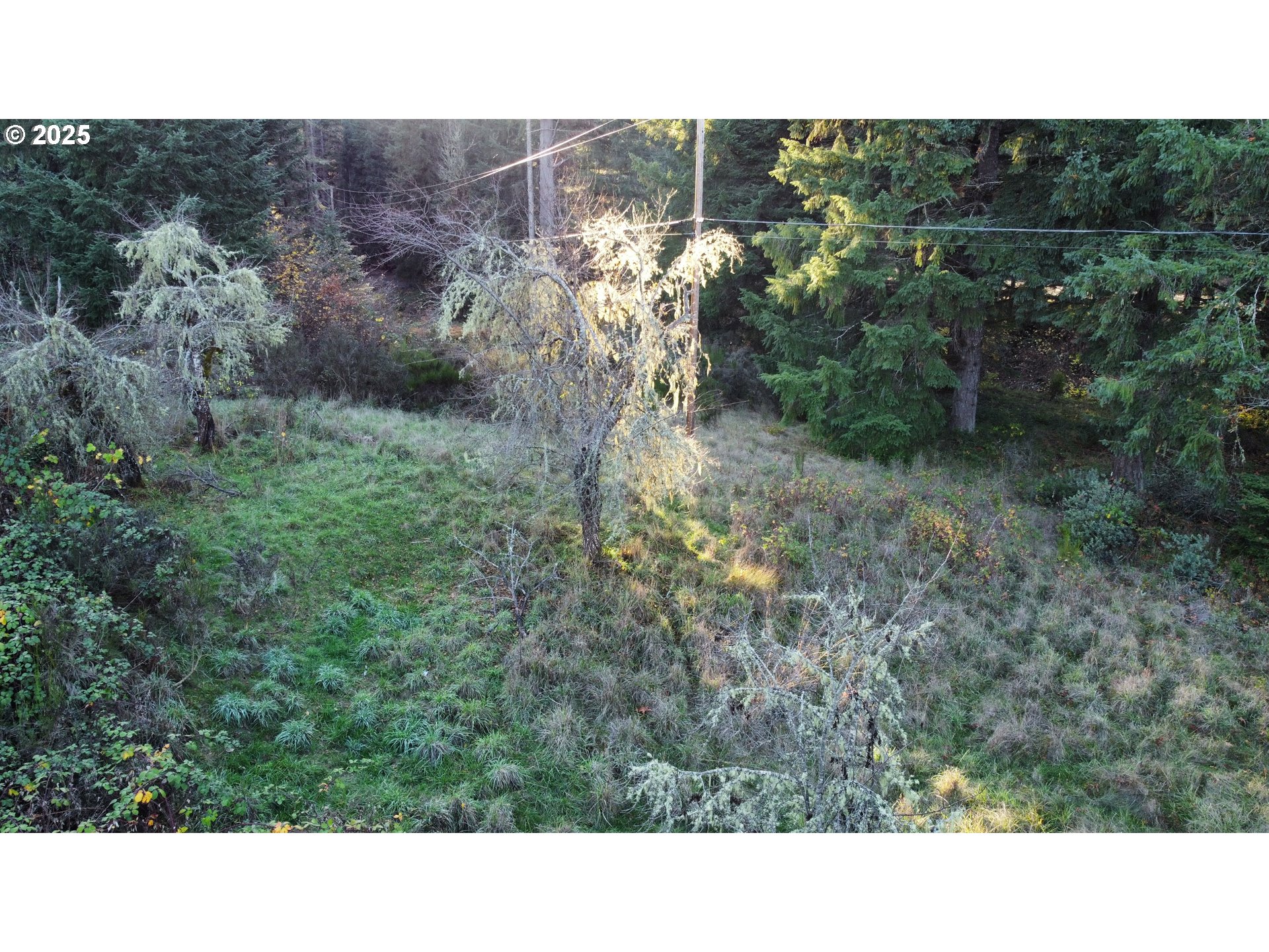 Hard Cash Lane Camas Valley, OR 97416 - Photo 29 of 34 a open area with trees in the background