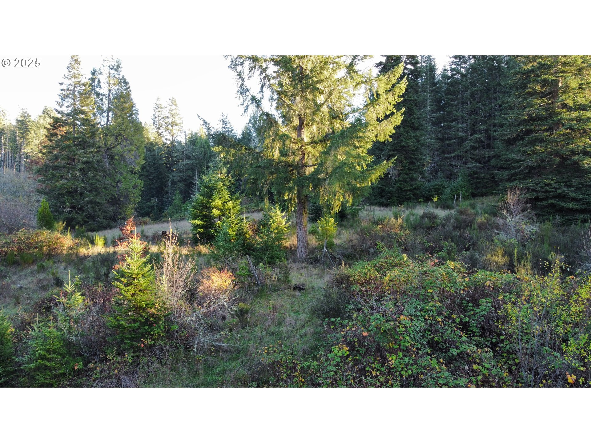 Hard Cash Lane Camas Valley, OR 97416 - Photo 31 of 34 a black and white photo of a forest