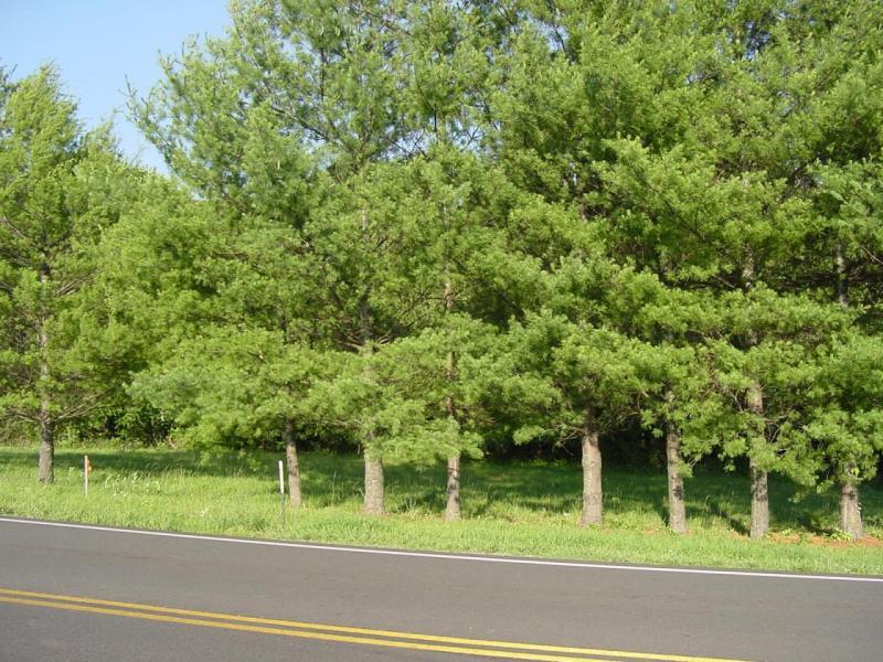 Lot 5 White House Road Moneta, VA 24121 - Photo 1 of 1 View from White House RD