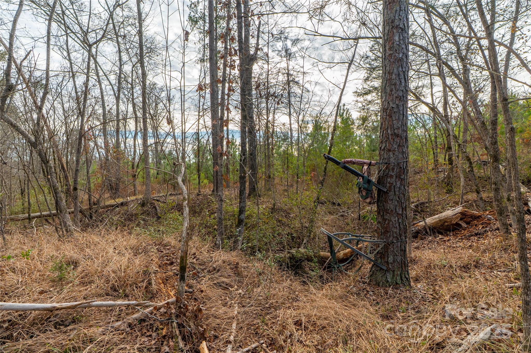 0 Quarter Round Road, Unit 9 Pacolet, SC 29372 - Photo 41 of 46 a view of a forest filled with trees