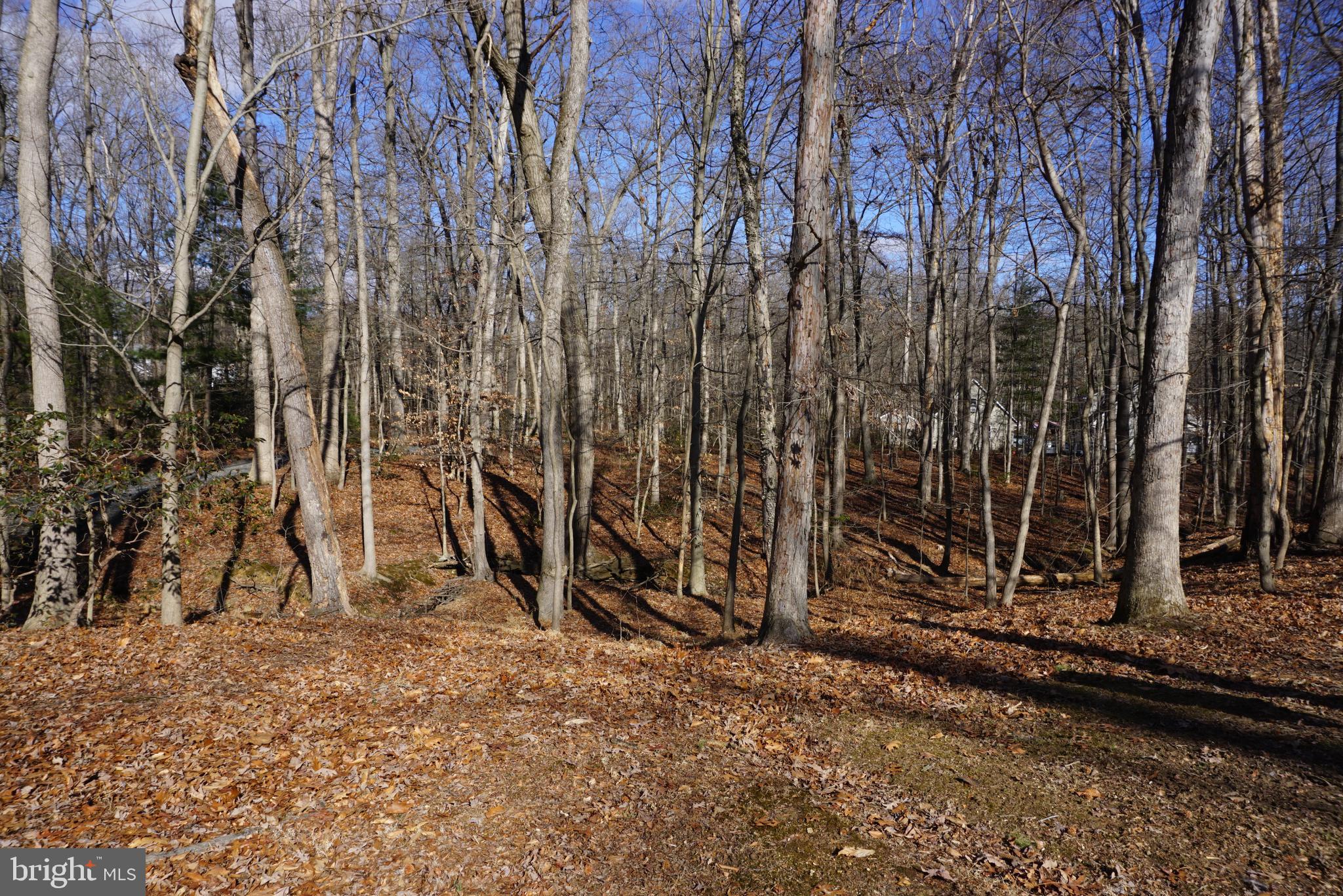 1001 Nottingham Road Elkton, MD 21921 - Photo 5 of 20 a view of a backyard of the house