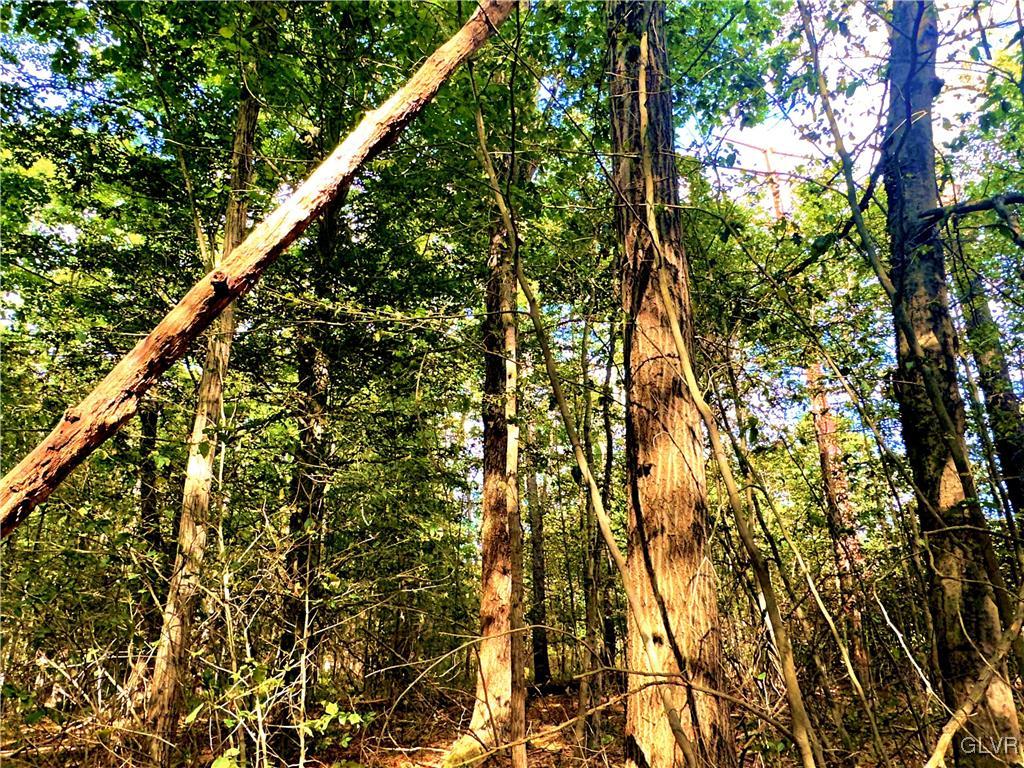Wooded Lot