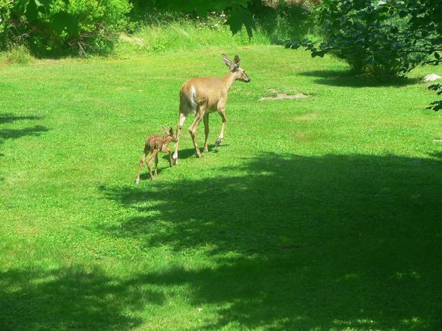 103 Bay Road Brooklin, ME 04616 - Photo 27 of 27 Visitors passing through !!
