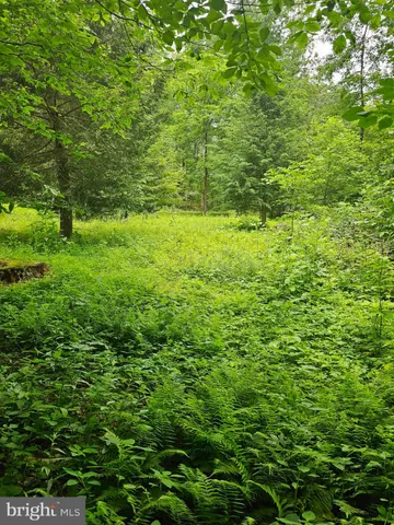 a view of a lush green space