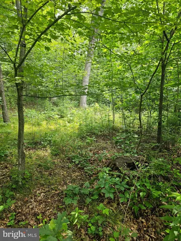 a view of a park with large trees