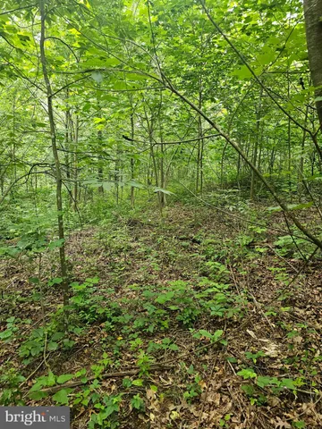 a view of a garden with a tree