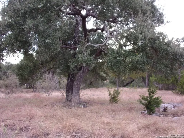 a view of a tree in a yard