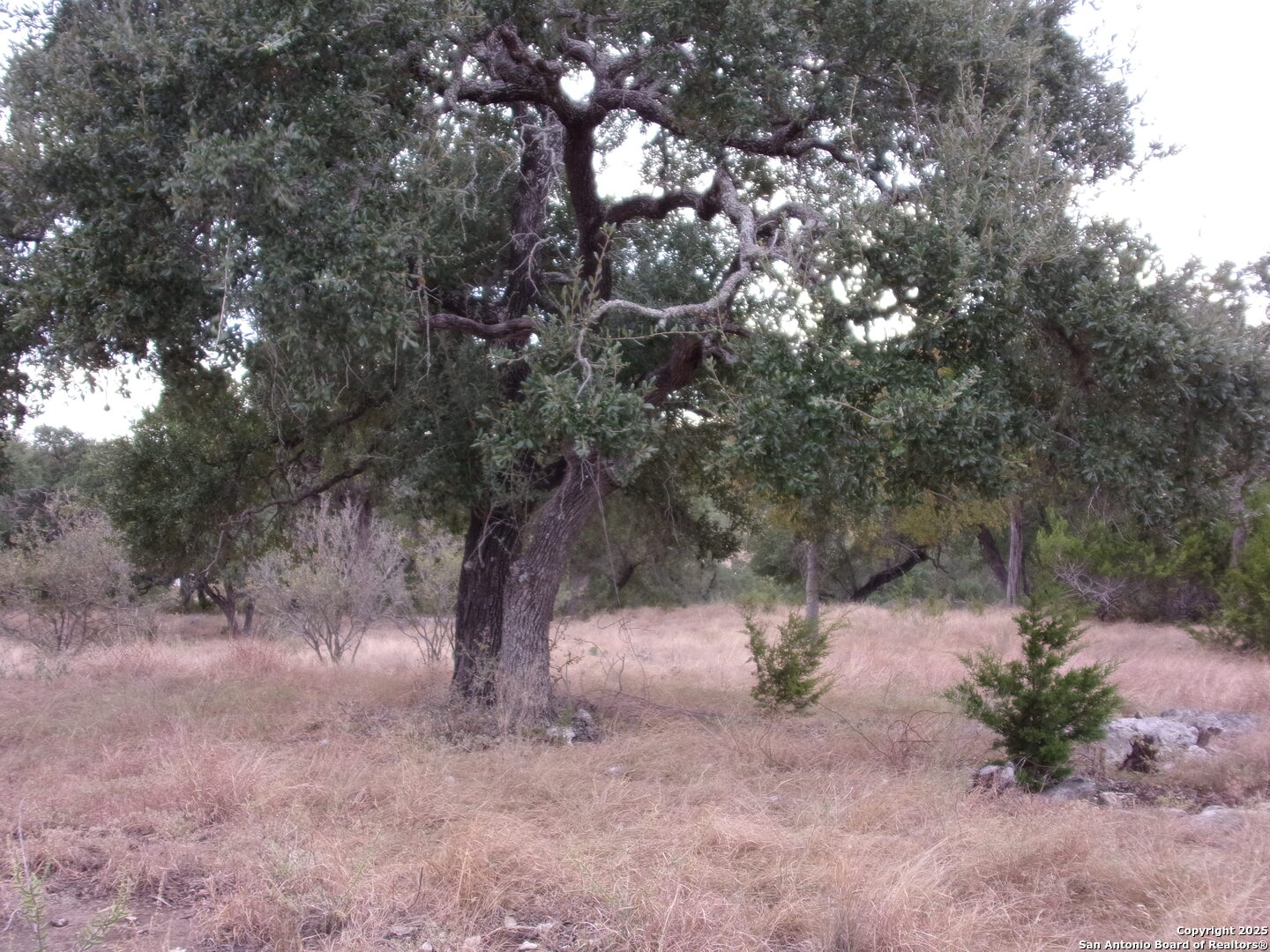 a view of a tree in a yard