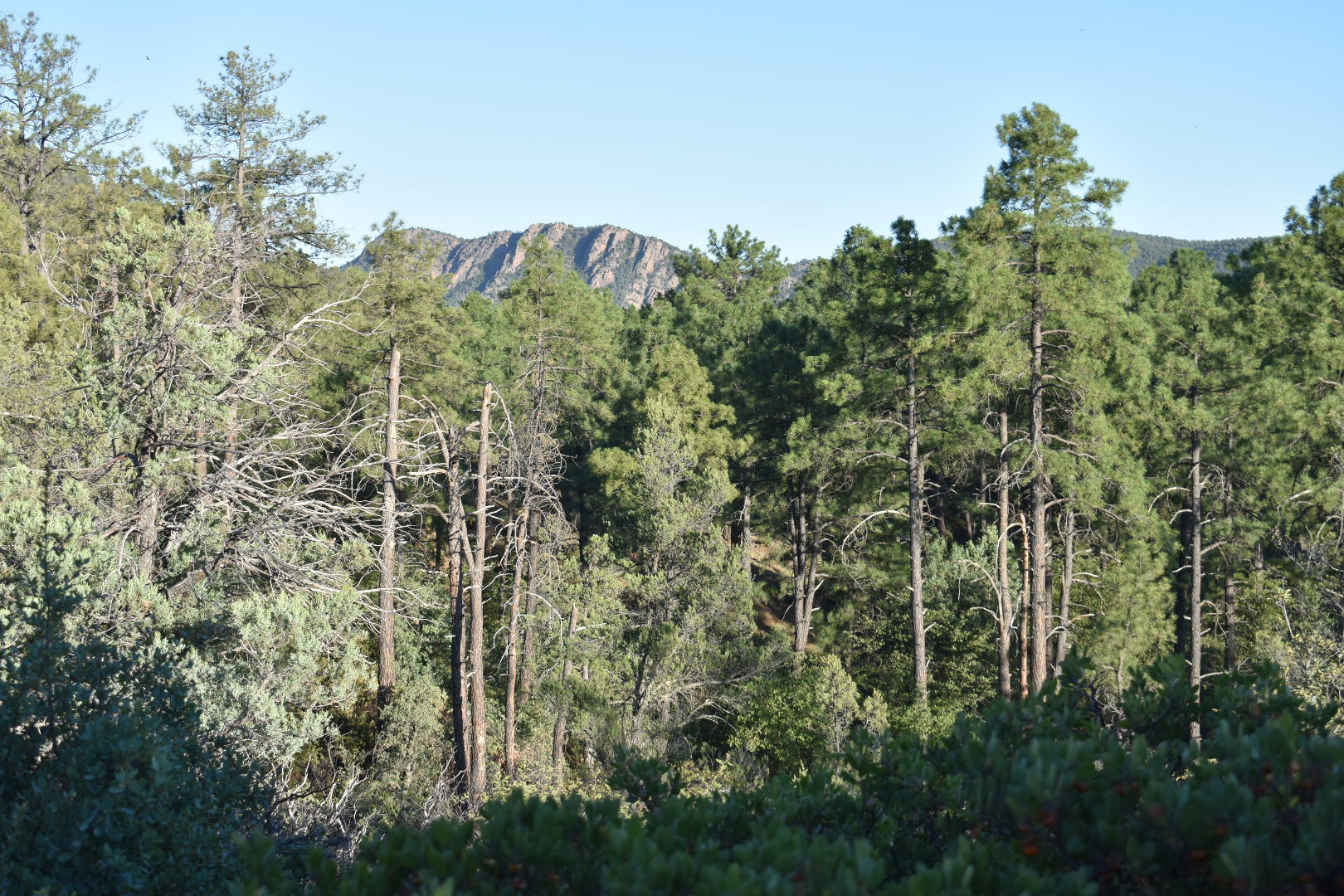 701 South Rim Club Drive Payson, AZ 85541 - Photo 12 of 20