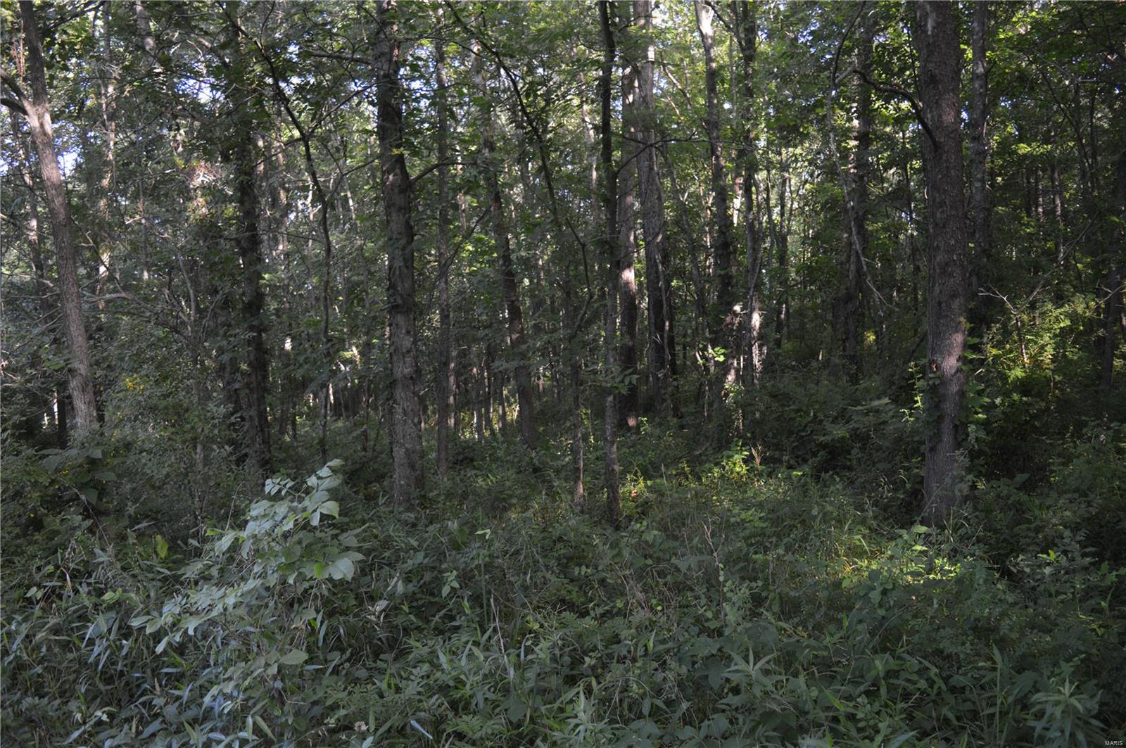 0 East Monet Road Texico, IL 62889 - Photo 6 of 14