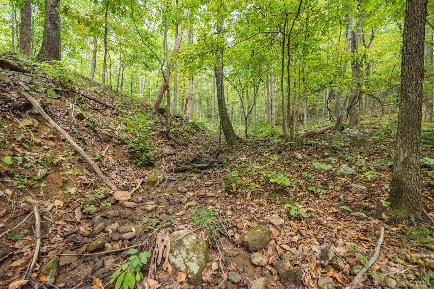 6220 Charlemont Road Goode, VA 24556 - Photo 4 of 24 a view of a yard with plants and trees