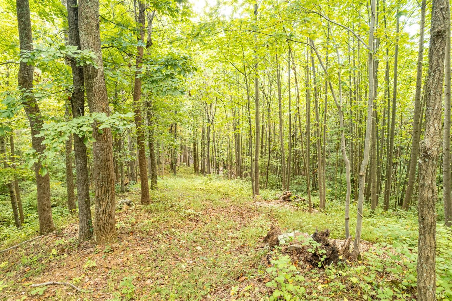 6220 Charlemont Road Goode, VA 24556 - Photo 8 of 24 a bathroom with a shower