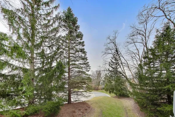 a view of a yard with plants and trees