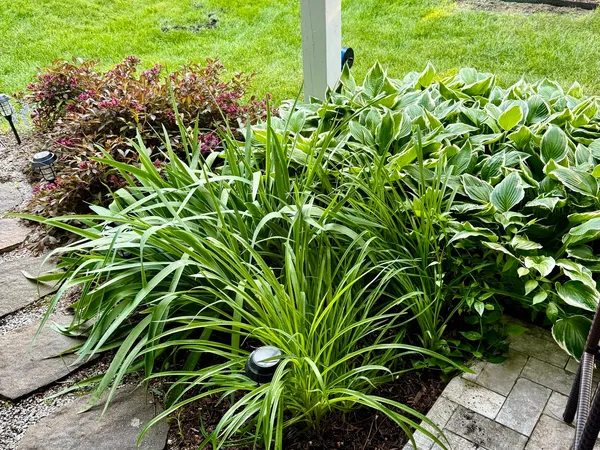 a view of a plant in a garden